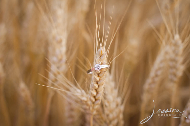 Engagement Pic of Jeremy Miller & Jennifer Watson the ring on wheat