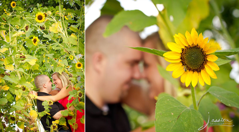 Engagement Pic of Drew Komer and Brittany Miller in Sunflowers