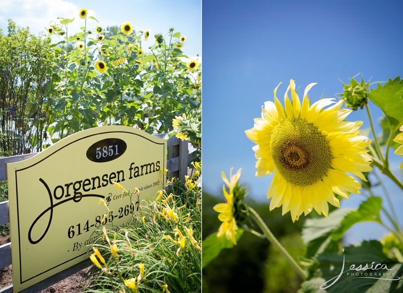 Jorgensen Farms wedding portraits